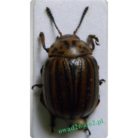 Leptinotarsa decemlineata (Say, 1824) Stonka ziemniaczana
